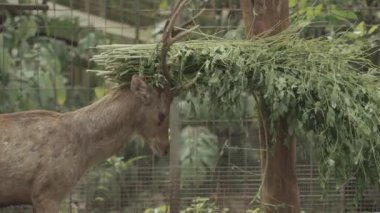 Bawean Deer Kuhl's Hog Deer Axis kuhlii from Island in Indonesia
