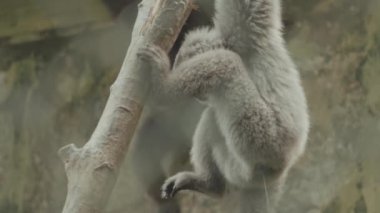 Javan Silvery gibbon endangered endemic primate Indonesian island of Java
