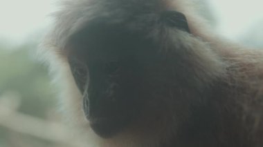 Portrait of Vulnerable Javan Lutung Langur Trachypithecus auratus Originally from Indonesia