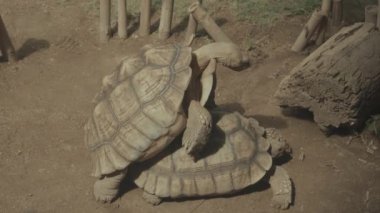Two Endangered Giant Asian Forest Tortoises Sex Mating - Burmese Mountain Tortoise Originally from Sumatra