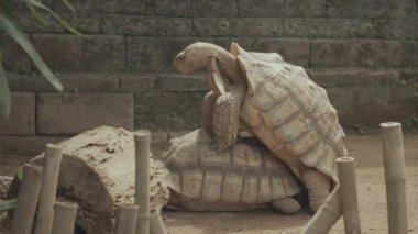 Two Endangered Giant Asian Forest Tortoises Sex Mating - Burmese Mountain Tortoise Originally from Sumatra