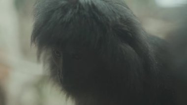Portrait of Vulnerable Javan Lutung Langur Trachypithecus auratus Originally from Indonesia