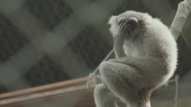 Javan Silvery gibbon endangered endemic primate Indonesian island of Java