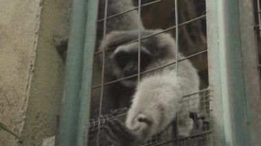 Javan Silvery gibbon endangered endemic primate Indonesian island of Java