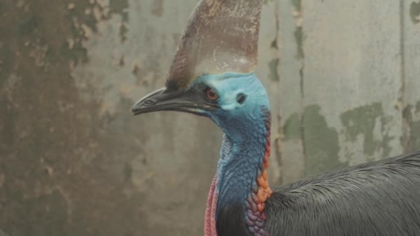 Cassowary Musuk Kasuari Ratite Flightless World Most Dangerous Bird — Stock Video