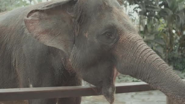 Sumatran Elephant Elephas Maximus Sumatranus Sumatra Indonesia — 图库视频影像