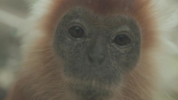 Portrait Vulnerable Javan Lutung Langur Trachypithecus Auratus Originally Indonesia — Stockvideo