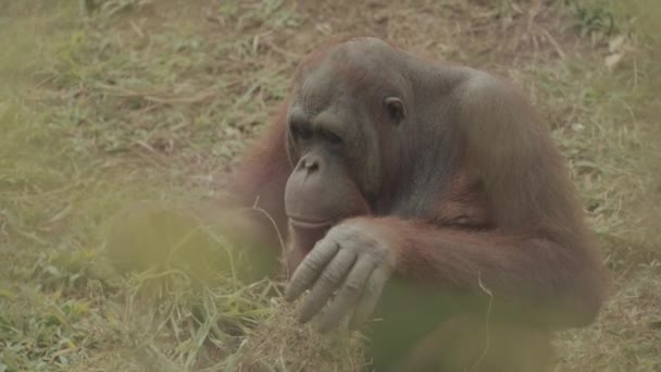 Endangered Bornean Orangutan Pongo Pygmaeus Grass Mammal Primate Indonesia Great — Stock Video