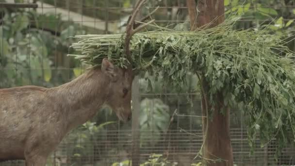 Bawean Deer Kuhl Hog Deer Axis Kuhlii Island Indonesia — 비디오