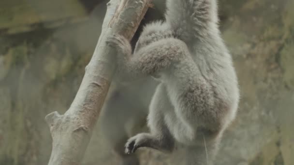 Javan Silvery Gibbon Endangered Endemic Primate Indonesian Island Java — Stock video