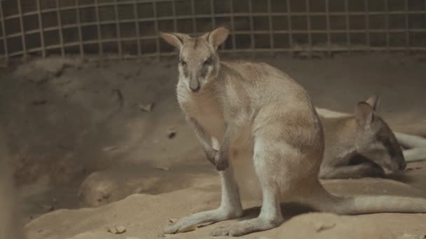 Dusky Pademelon Wallaby Thylogale Brunii Unique Aru Kai Islands Papua — Vídeos de Stock