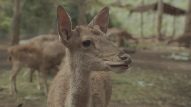 Bawean Deer Kuhl Hog Deer Axis Kuhlii Island Indonesia — Stock Video