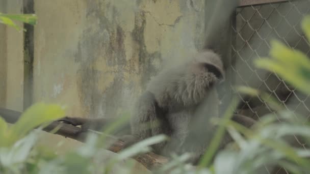 Javan Silvery Gibbon Endangered Endemic Primate Indonesian Island Java — Vídeos de Stock