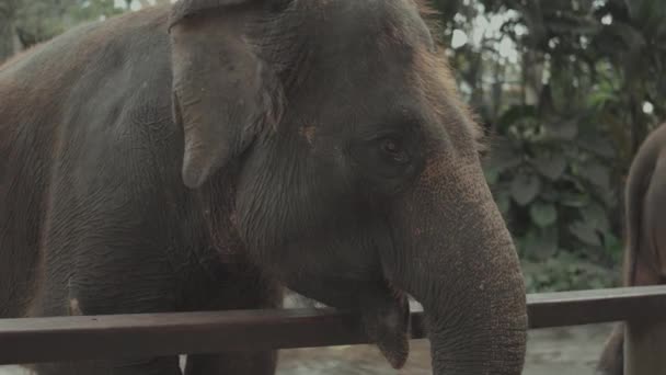 Sumatran Elephant Elephas Maximus Sumatranus Sumatra Indonesia — Stock Video