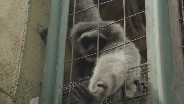 Javan Silvery Gibbon Endangered Endemic Primate Indonesian Island Java — Vídeo de Stock
