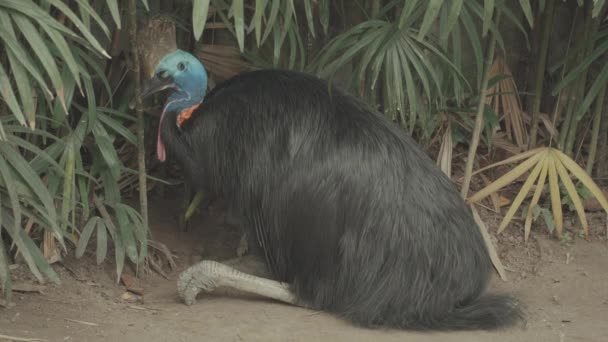 Cassowary Musuk Kasuari Ratite Flightless World Most Dangerous Bird — Stockvideo