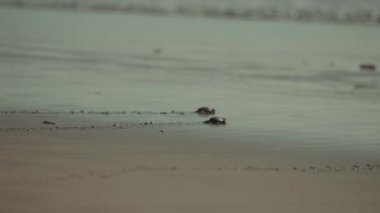 Bebek Deniz Kaplumbağası Kuta Sahili Bali Endonezya 'da