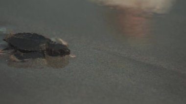 Bebek Deniz Kaplumbağası Kuta Sahili Bali Endonezya 'da