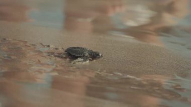 Bebek Deniz Kaplumbağası Kuta Sahili Bali Endonezya 'da