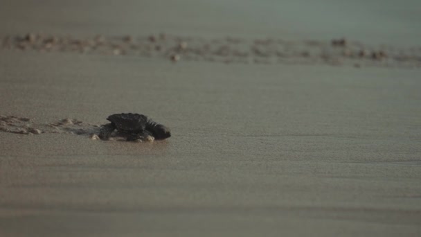 Baby Sea Turtle Släpptes Kuta Beach Bali Indonesien — Stockvideo
