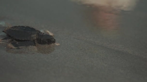 Baby Sea Turtle Released Kuta Beach Bali Indonesia — Stock Video