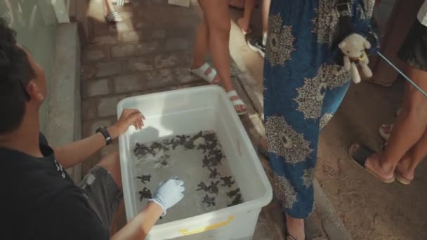 인도네시아의 출시된 바다거북 — 비디오