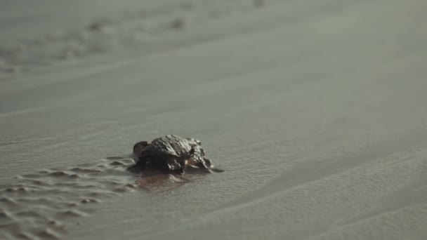 Baby Sea Turtle Κυκλοφόρησε Kuta Beach Μπαλί Ινδονησία — Αρχείο Βίντεο