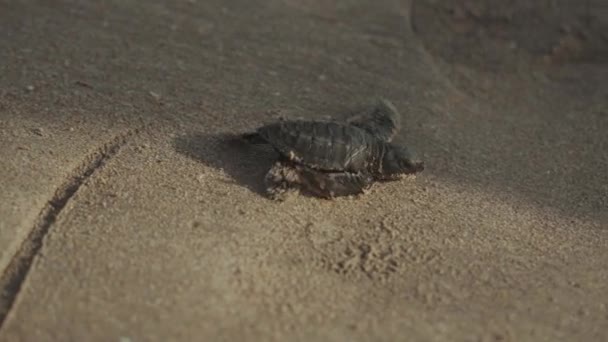 Baby Sea Turtle Κυκλοφόρησε Kuta Beach Μπαλί Ινδονησία — Αρχείο Βίντεο