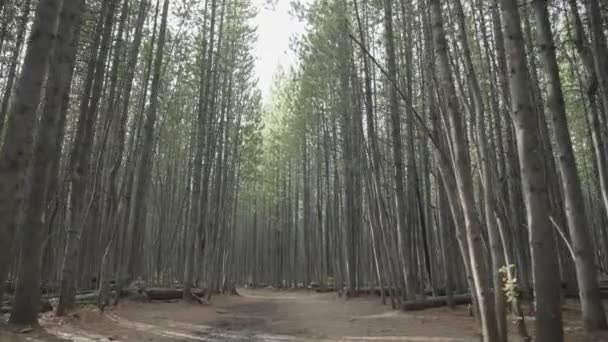 Piękny Las Lodgepole Sosna Świerk Drzewo Wysokim Trunk — Wideo stockowe