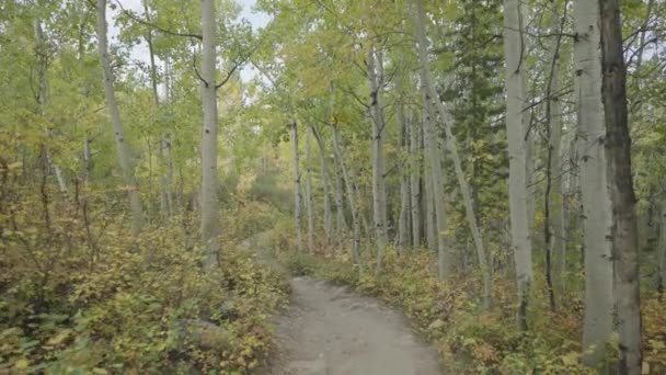 Зелені Жовті Дерева Яскраві Кольори Альпійського Лісового Шляху Восени — стокове відео