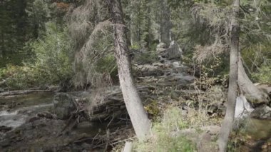 Taze Temiz Su Deresi Ormandaki Nehir Irmağı