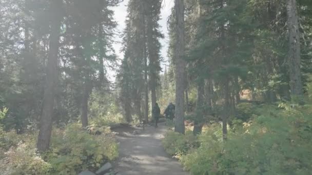 Túrázás Forest Jenny Trail Fák Hegyek Grand Teton Nemzeti Park — Stock videók