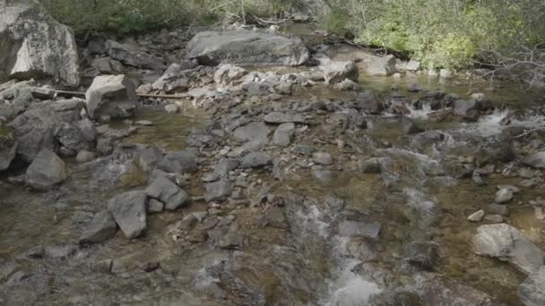 Färskvatten Bäck Ström Floden Skogen — Stockvideo