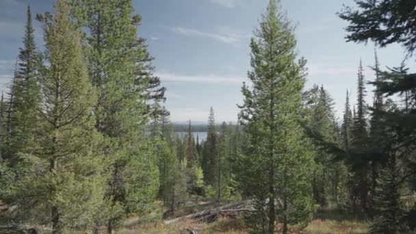 Túrázás Forest Jenny Trail Fák Hegyek Grand Teton Nemzeti Park — Stock videók