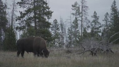 Yellowstone Ulusal Parkı Wyoming 'deki Yukarı Gayzer Havzası yakınlarında Amerikan Bizonu otlatıyor.