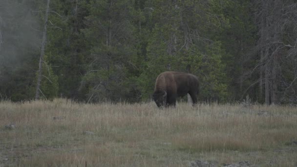 Amerikanische Bisons Grasen Der Nähe Des Upper Geyser Basin Yellowstone — Stockvideo