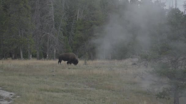Americký Bizon Pasoucí Poblíž Horní Gejzírové Pánve Yellowstonském Národním Parku — Stock video