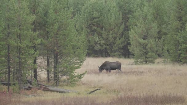 Weibliche Elche Alces Americanus Elchkühe Auf Der Weide — Stockvideo