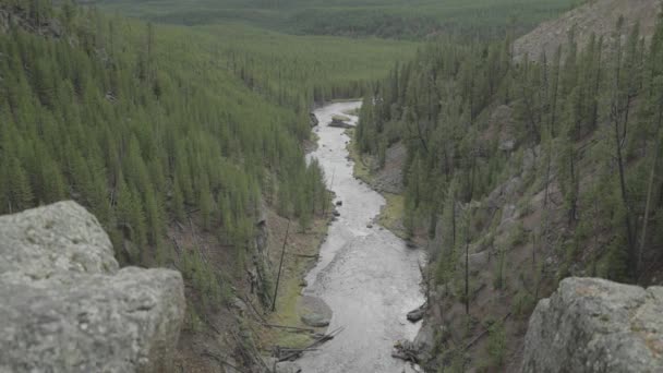 Gibbon Firehole River Nel Parco Nazionale Yellowstone Wyoming — Video Stock
