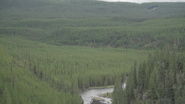 Gibbon Και Firehole River Στο Εθνικό Πάρκο Yellowstone Του Γουαϊόμινγκ — Αρχείο Βίντεο