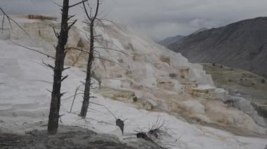 Yellowstone Ulusal Parkı 'ndaki Travertine tepesinde Mammoth Kaplıcalarında Kanarya Baharı