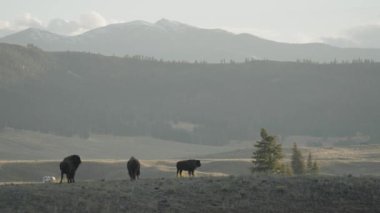 Yellowstone Ulusal Parkı Wyoming 'deki Slough Creek' te Amerikan Bizon Sürüsü