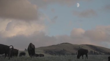 Yellowstone Ulusal Parkı Wyoming 'deki Slough Creek' te Amerikan Bizon Sürüsü