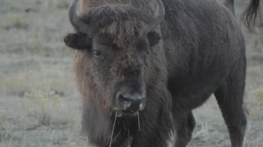 Yellowstone Ulusal Parkı Wyoming 'deki Slough Creek' te Amerikan Bizon Sürüsü