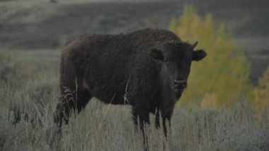 Yellowstone Ulusal Parkı Wyoming 'deki Slough Creek' te Amerikan Bizon Sürüsü