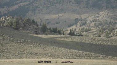 Yellowstone Ulusal Parkı Wyoming 'deki Slough Creek' te Amerikan Bizon Sürüsü