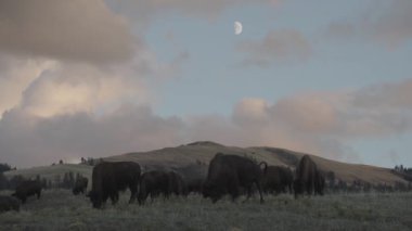 Yellowstone Ulusal Parkı Wyoming 'deki Slough Creek' te Amerikan Bizon Sürüsü