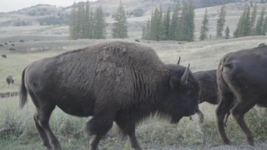 Yellowstone Ulusal Parkı Wyoming 'deki Slough Creek' te Amerikan Bizon Sürüsü