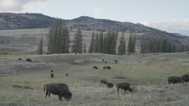 Yellowstone Ulusal Parkı Wyoming 'deki Slough Creek' te Amerikan Bizon Sürüsü