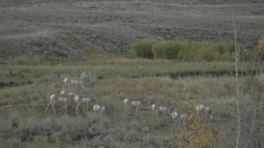 Kuzey Amerika pronghorn (Antilocapra americana) Grup America Keçi Antiloope